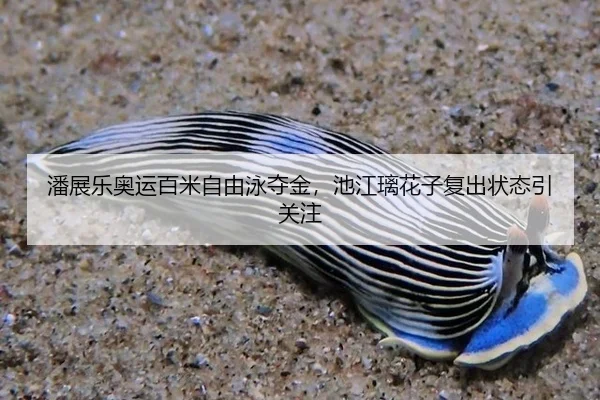 潘展乐奥运百米自由泳夺金，池江璃花子复出状态引关注